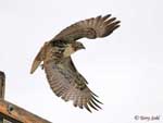Red-tailed Hawk 16 - Buteo jamaicensis