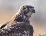 Red-tailed Hawk 24 - Buteo jamaicensis