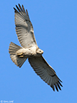 Red-tailed Hawk 33 - Buteo jamaicensis