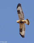 Rough-legged Hawk 10 - Buteo lagopus