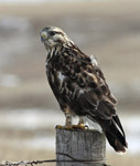 Rough-legged Hawk 17 - Buteo lagopus