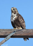 Rough-legged Hawk 18 - Buteo lagopus