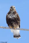Rough-legged Hawk 19 - Buteo lagopus