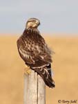Rough-legged Hawk 29 - Buteo lagopus