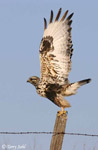 Rough-legged Hawk 2 - Buteo lagopus