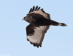Rough-legged Hawk 36 - Buteo lagopus