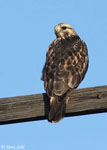 Rough-legged Hawk 6 - Buteo lagopus