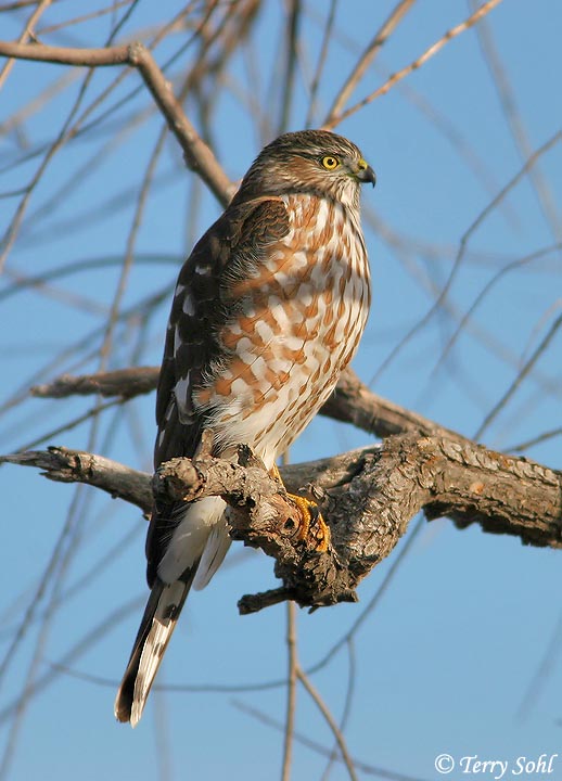 Sharpshinned Hawk South Dakota Birds