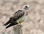 Swainson's Hawk 16 - Buteo swainsoni