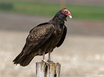 Turkey Vulture 12 - Cathartes aura