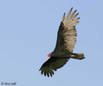 Turkey Vulture 1 - Cathartes aura