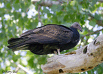 Turkey Vulture 2 - Cathartes aura