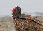 Turkey Vulture 5 - Cathartes aura