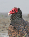 Turkey Vulture 6 - Cathartes aura