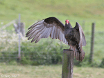 Turkey Vulture 7 - Cathartes aura