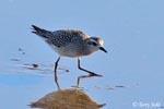 American Golden Plover 1 - Pluvialis dominica