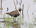 American Golden Plover 4 - Pluvialis dominica