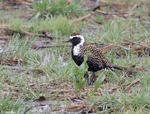 American Golden Plover 5 - Pluvialis dominica