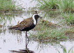 American Golden Plover 6 - Pluvialis dominica