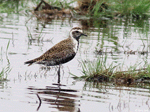 American Golden Plover 7 - Pluvialis dominica