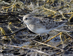 Baird's Sandpiper 3 - Calidris bairdii