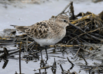 Baird's Sandpiper 5 - Calidris bairdii