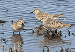 Baird's Sandpiper 9 - Calidris bairdii