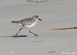 Black-bellied Plover 10 - Pluvialis squatarola
