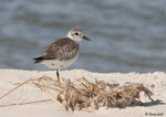 Black-bellied Plover 2 - Pluvialis squatarola
