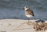Black-bellied Plover 3 - Pluvialis squatarola