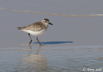 Black-bellied Plover 4 - Pluvialis squatarola
