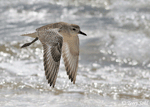 Black-bellied Plover 5 - Pluvialis squatarola