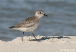 Black-bellied Plover 6 - Pluvialis squatarola