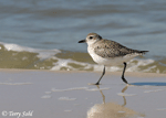 Black-bellied Plover 7 - Pluvialis squatarola