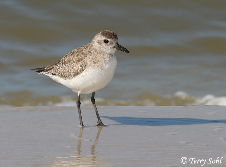 Black-bellied Plover - Pluvialis squatarola