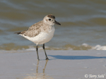 Black-bellied Plover 8 - Pluvialis squatarola