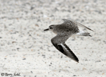 Black-bellied Plover 9 - Pluvialis squatarola