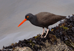Black Oystercatcher - Haematopus bachmani