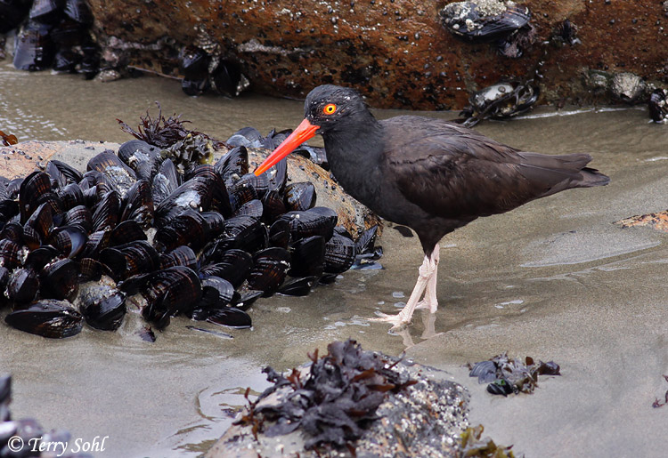 Black Oystercatcher - Haematopus bachmani