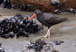 Black Oystercatcher - Haematopus bachmani