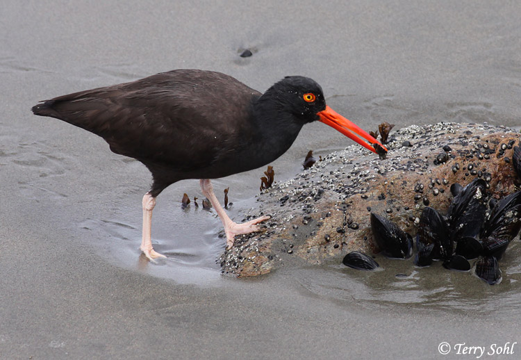 Black Oystercatcher - Haematopus bachmani