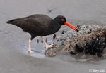 Black Oystercatcher - Haematopus bachmani