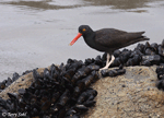 Black Oystercatcher - Haematopus bachmani