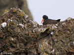 Black Oystercatcher - Haematopus bachmani