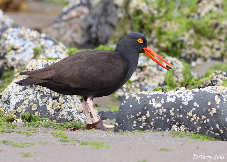 Black Oystercatcher - Haematopus bachmani