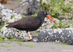 Black Oystercatcher - Haematopus bachmani