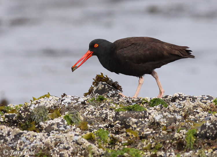 Black Oystercatcher - Haematopus bachmani