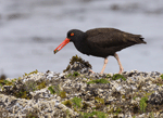 Black Oystercatcher - Haematopus bachmani