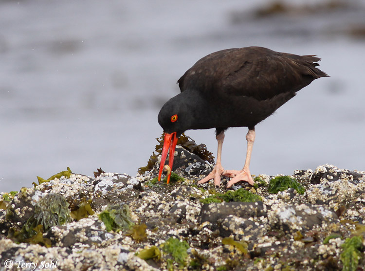 Black Oystercatcher - Haematopus bachmani
