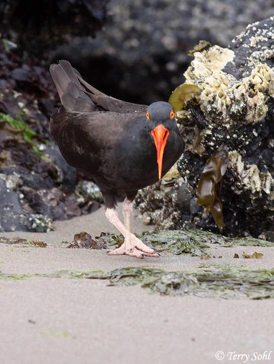 Black Oystercatcher - Haematopus bachmani